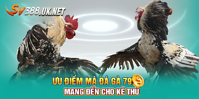 Đá Gà 79 - Sảnh Game Thu Hút Mọi Đối Tượng Mê Chọi Kê Điểm mạnh thu hút lượng newbie đông đảo