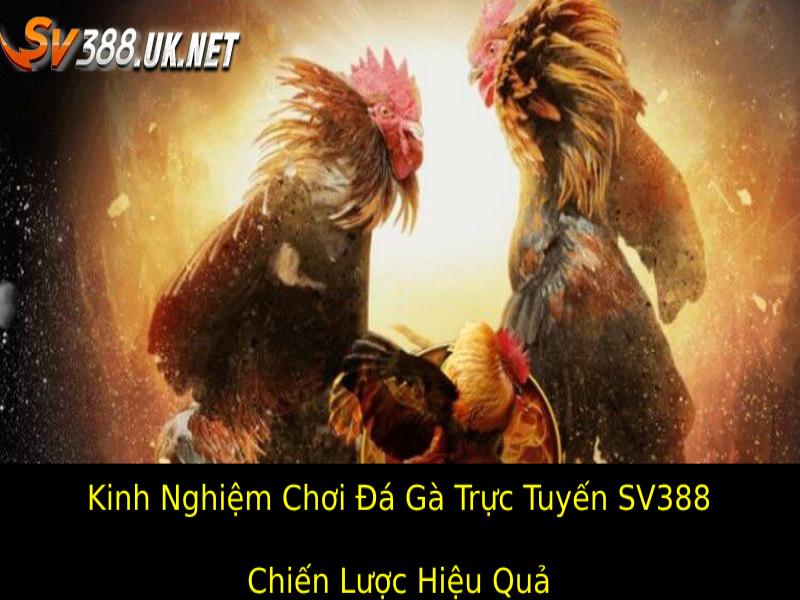 Kinh Nghiệm Chơi Đá Gà Trực Tuyến SV388 – Bí Quyết Thắng To kinh nghiem choi da ga truc tuyen sv388 chien luoc