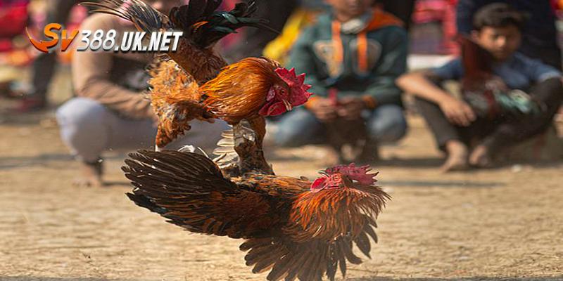 Trực Tiếp Đá Gà Mỹ - Trải Nghiệm Đỉnh Cao Và Đầy Cuốn Hút Quy trình tham gia vào cuộc chiến tiện lợi