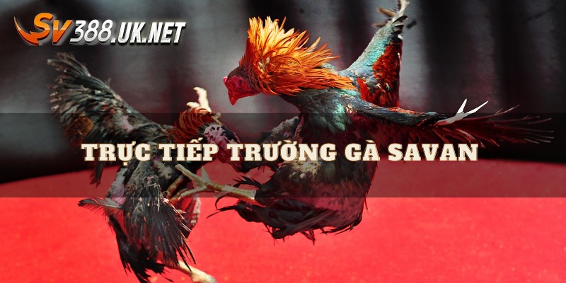 Trực Tiếp Đá Gà Savan - Những Trận Đấu Hay Nhất Hành Tinh Trực Tiếp Đá Gà Savan - Những Trận Đấu Hay Nhất Hành Tinh