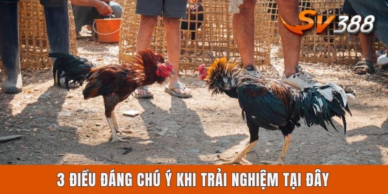Có Nên Chơi Sv388 Không? Góc Nhìn Chuyên Sâu Cho Anh Em 3 điều đáng chú ý khi trải nghiệm tại đây