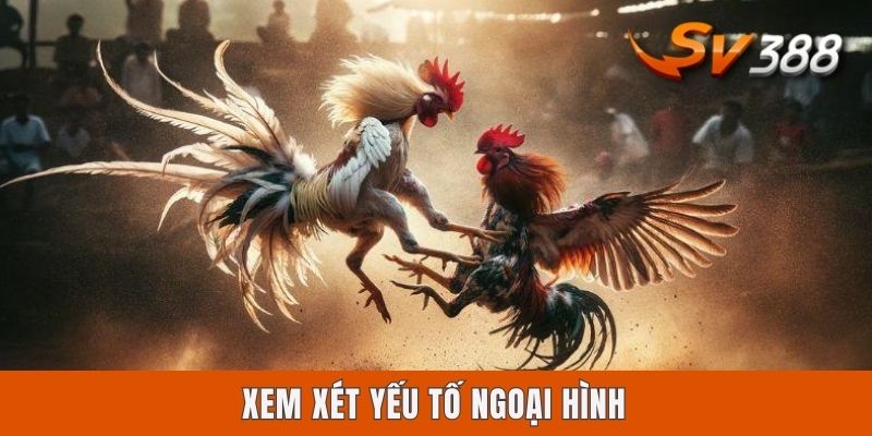 Mẹo Soi Kèo Đá Gà Sv388 | Cẩm Nang 4 Bí Kíp Vàng Bất Bại Xem xét yếu tố ngoại hình