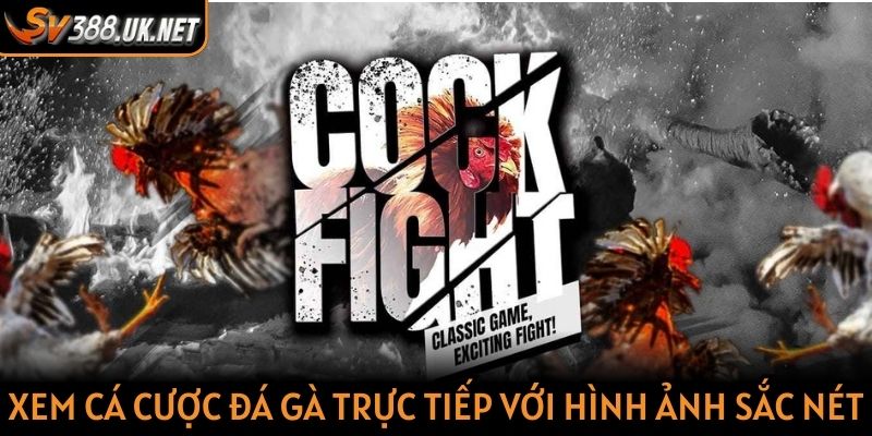 Xem cá cược đá gà trực tiếp với hình ảnh sắc nét
